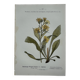 Old botanical engraving France double-sided