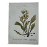 Old botanical engraving France double-sided