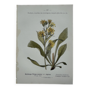 Old botanical engraving France double-sided