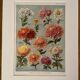Lithographie sur les fleurs chrysanthèmes - 1920