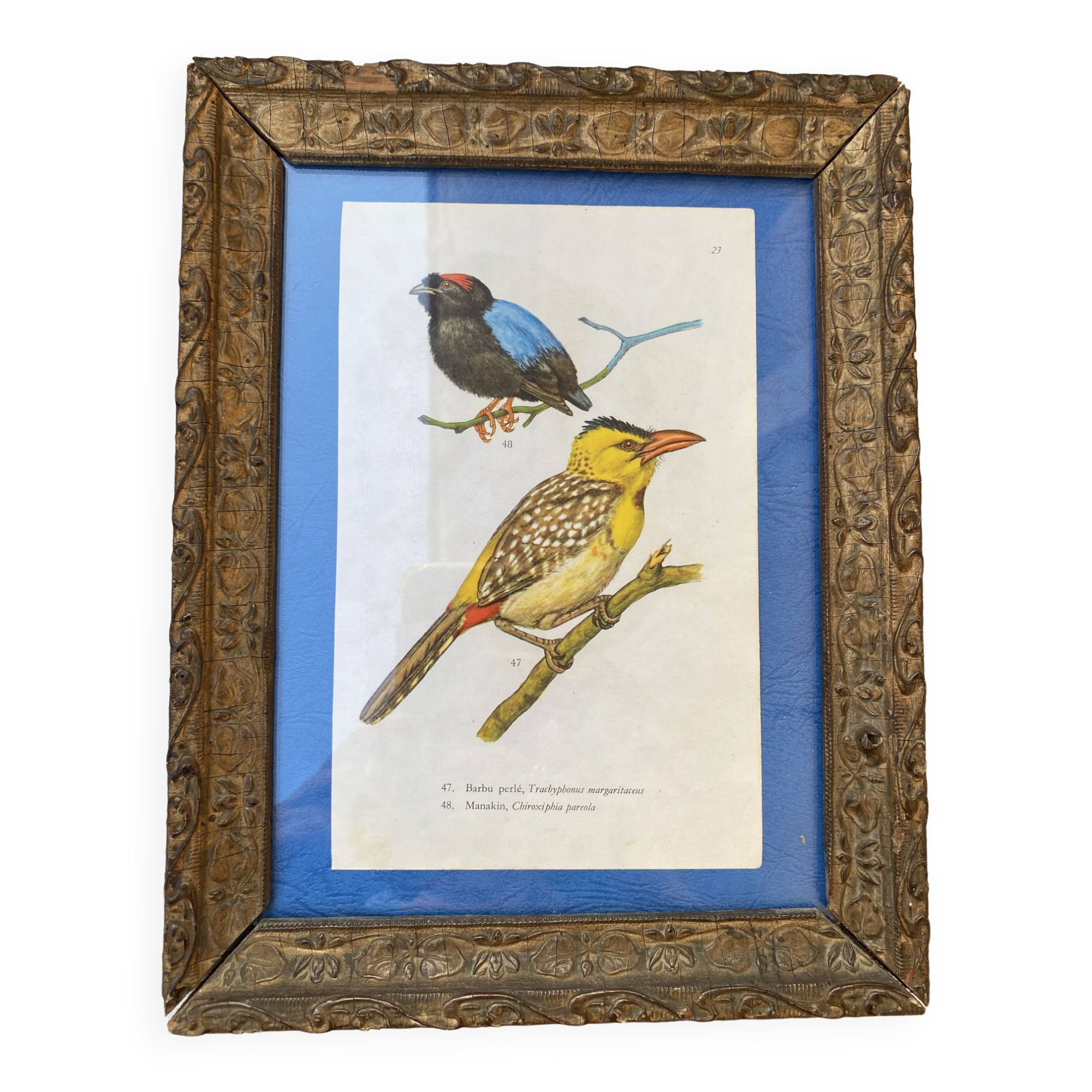 Ornithological frame “cage birds”.