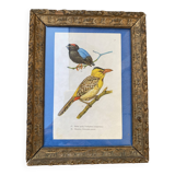 Ornithological frame “cage birds”.