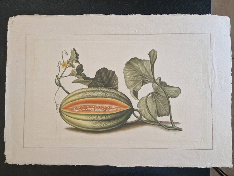 La Roche Laffitte (Born in 1943) - Watercolour drawing on silk - Melon
