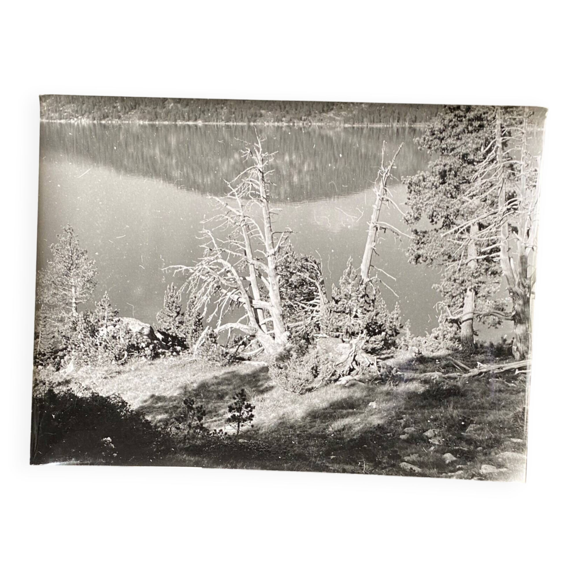 Vintage photograph by Bernard Darot, 20th century, dead tree in front of a lake