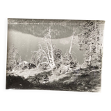 Vintage photograph by Bernard Darot, 20th century, dead tree in front of a lake