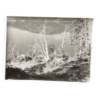 Vintage photograph by Bernard Darot, 20th century, dead tree in front of a lake