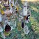 Bronze chandelier with grapevines of amber purple crystal color 6 branches