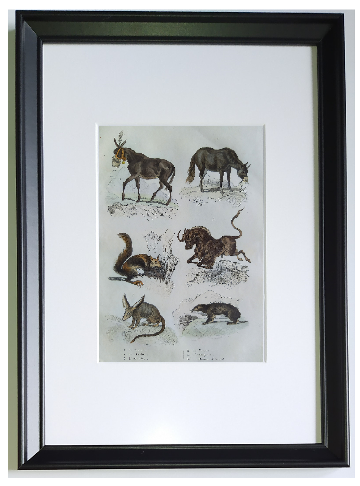 Planche zoologique originale " mulet, bardeau, aye aye,... - buffon 1838