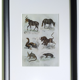 Original zoological plate "mule, shingle, aye aye,... - Buffon 1838