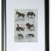Planche zoologique originale " mulet, bardeau, aye aye,... - buffon 1838