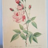 Rosier lithographie Pierre-Joseph Redouté