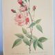 Rose lithograph Pierre-Joseph Redouté