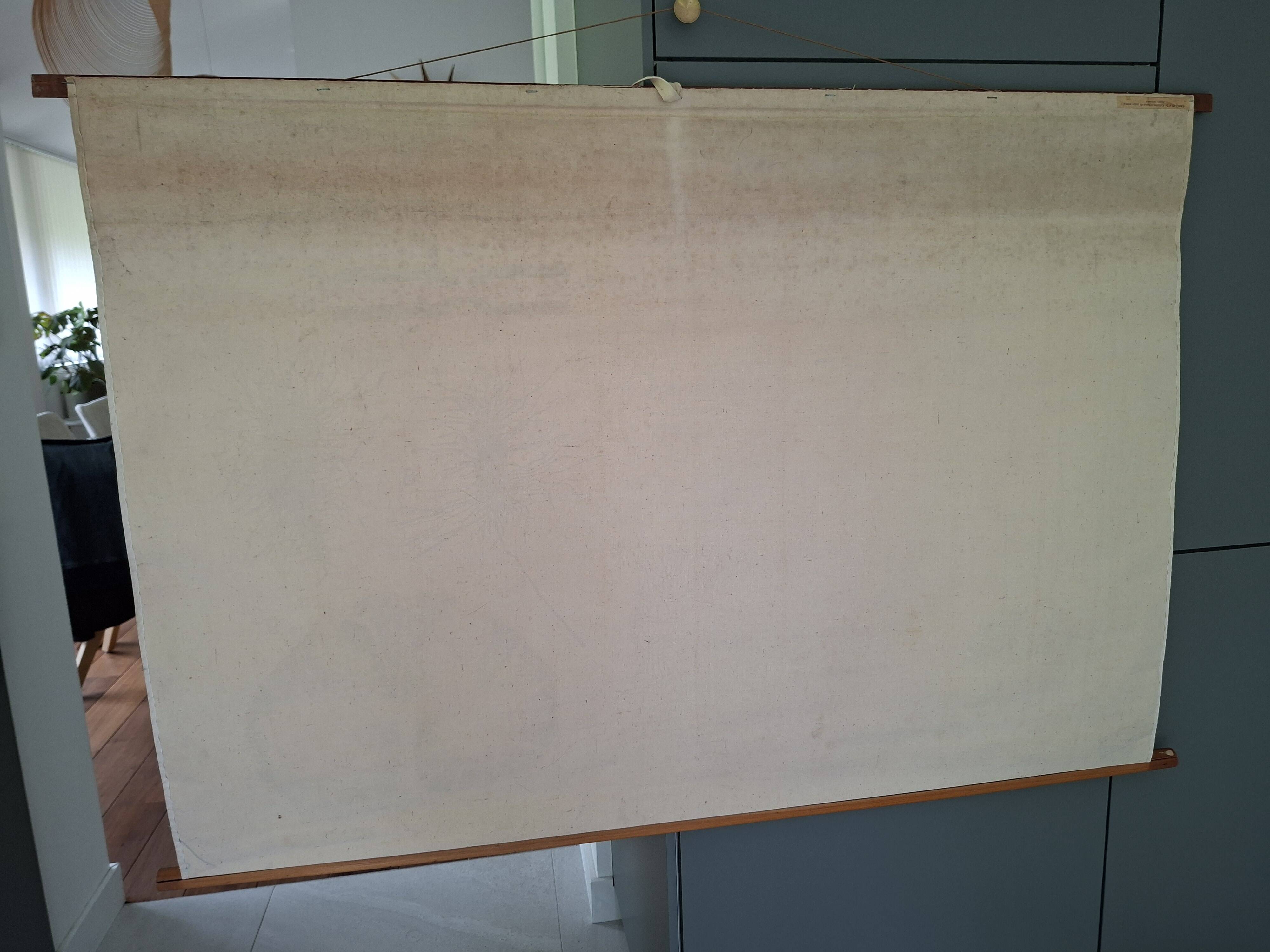 Zoological poster, cell of the animal body