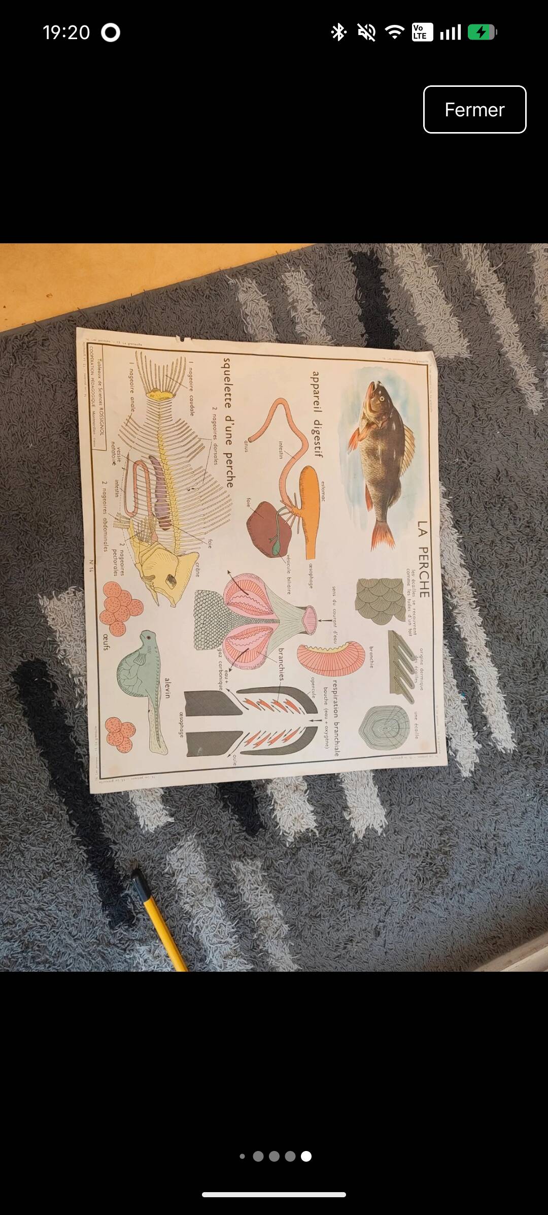 School poster the fish/the frog. Nightingales