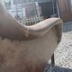 Fauteuil Varam pieds luge