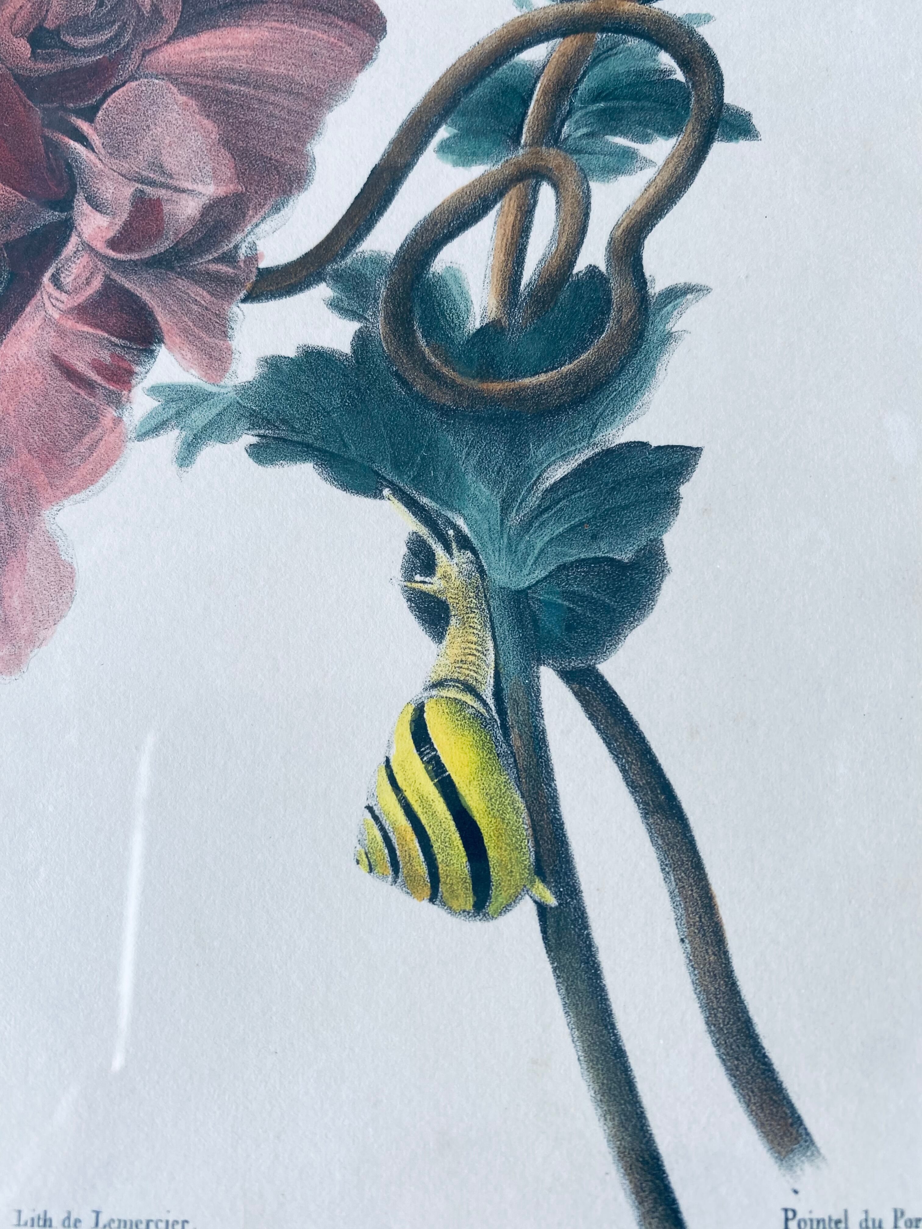 Ancient lithograph framed flower and snail