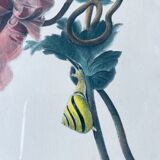 Ancient lithograph framed flower and snail