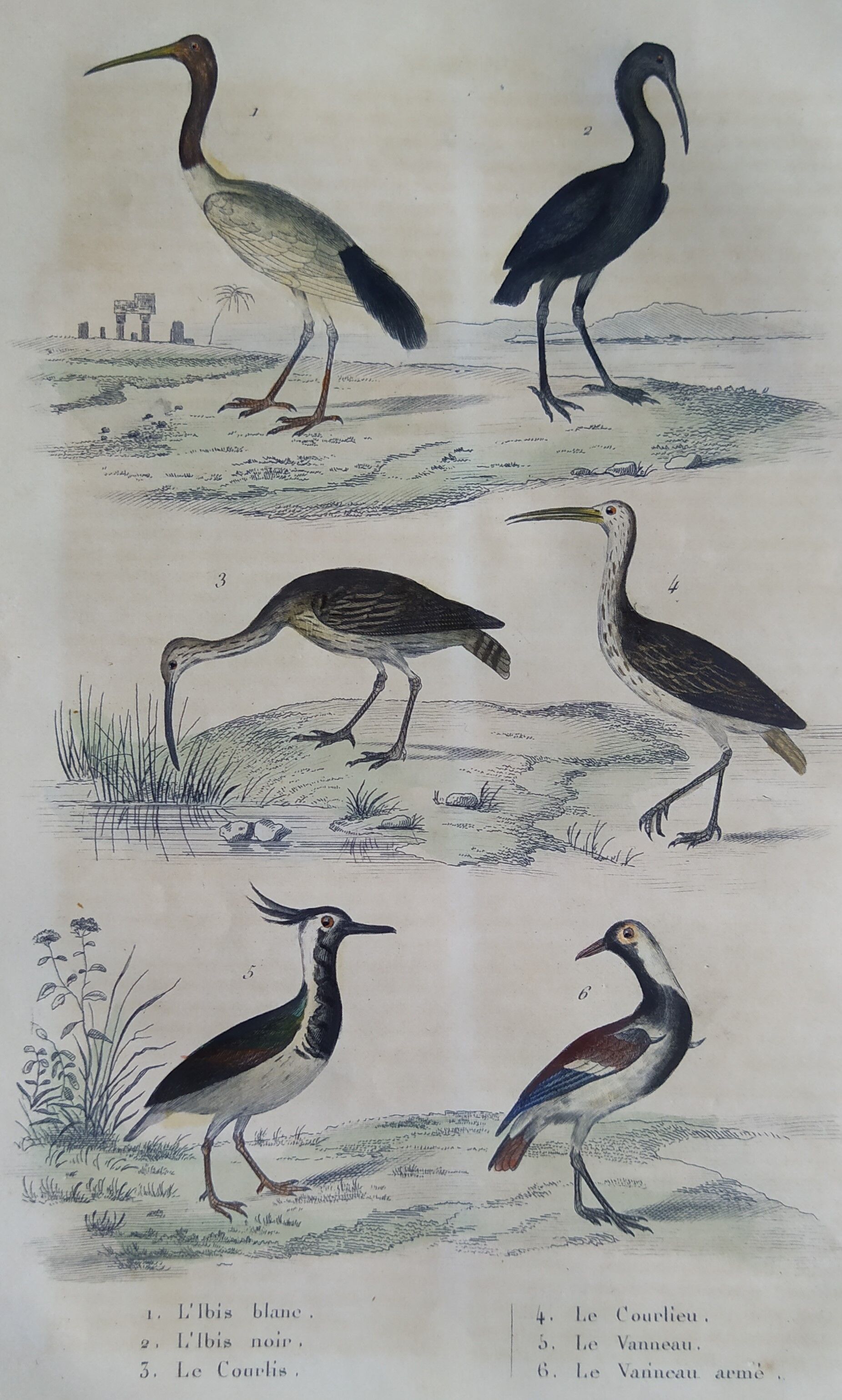 Original ornithological board " Ibis white & black - Curlele - &c... Buffon (1837)