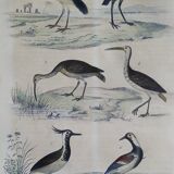 Planche ornithologique originale " Ibis blanc & noir - Courlis - &c... Buffon 1837