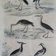 Original ornithological board " Ibis white & black - Curlele - &c... Buffon (1837)
