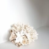 Corail vintage