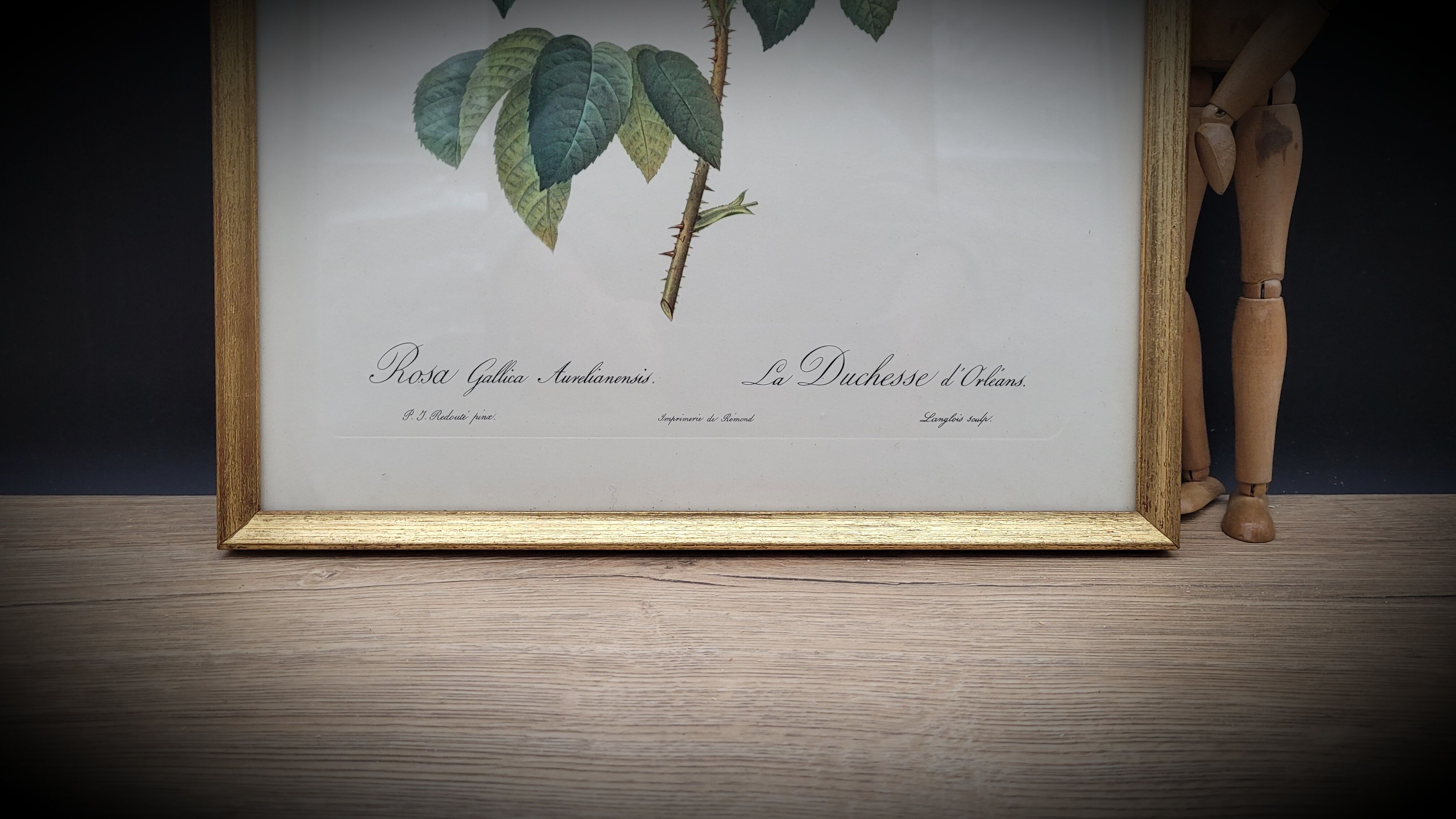 Frame lithograph Rosier Duchesse d'Orléans