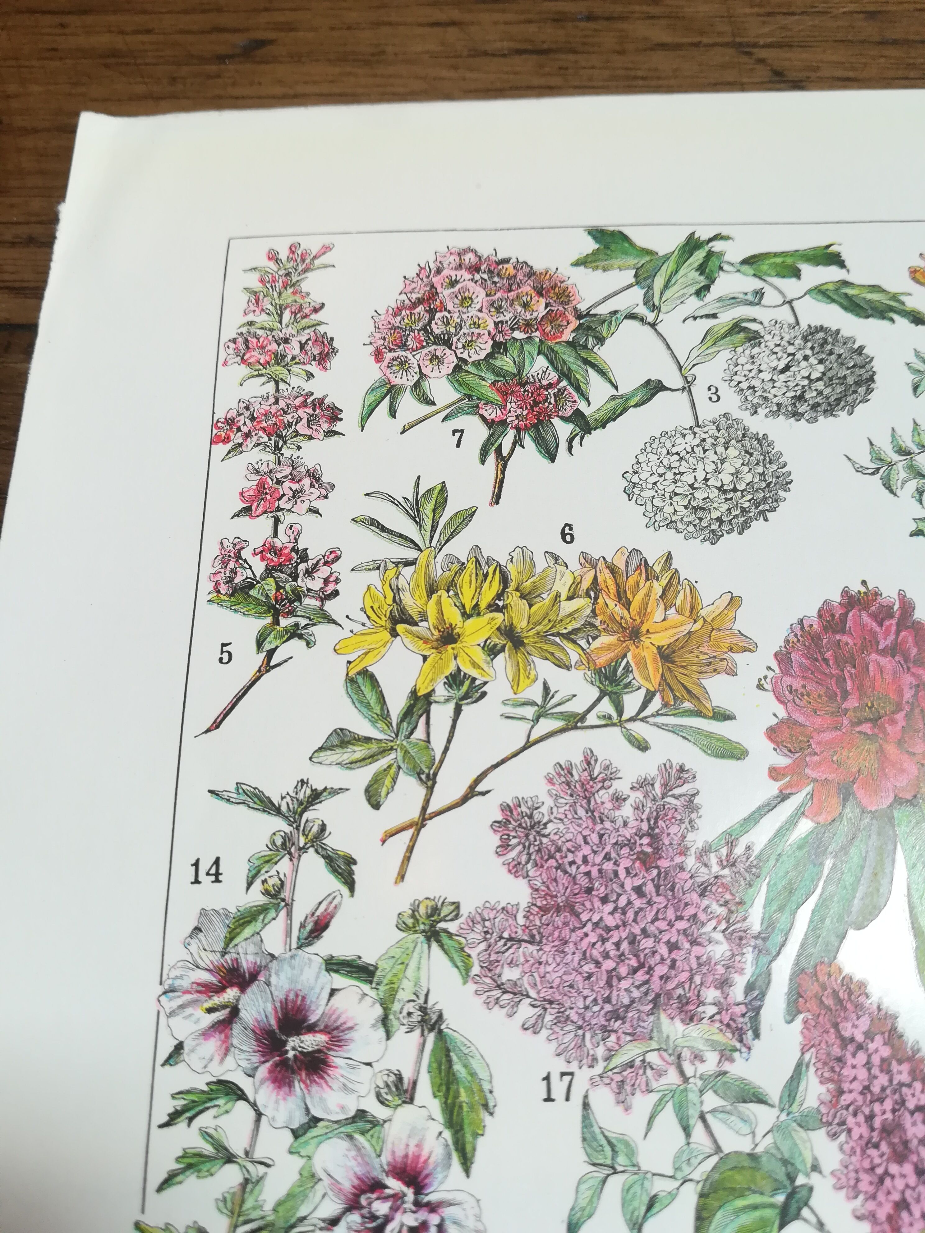 Lithograph on flowers from 1928 "rose bushes"