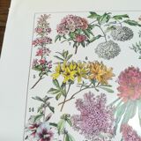 Lithograph on flowers from 1928 "rose bushes"