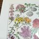 Lithograph on flowers from 1928 "rose bushes"