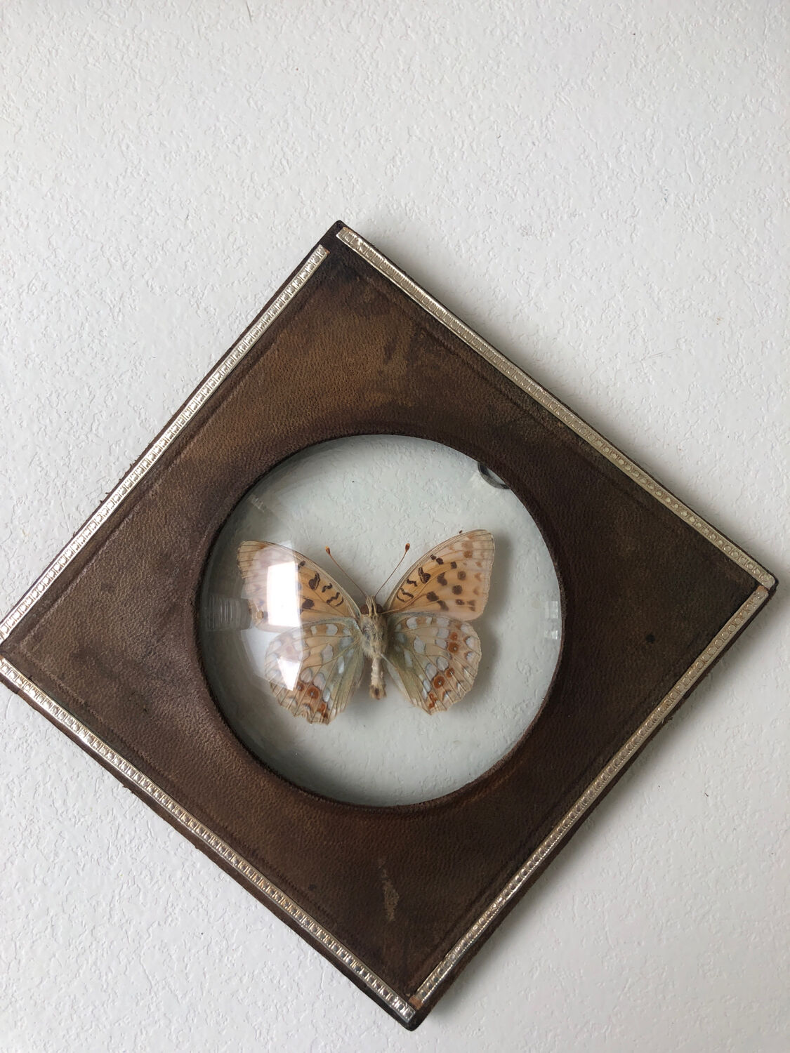 Lot of stuffed butterflies