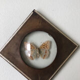 Lot of stuffed butterflies