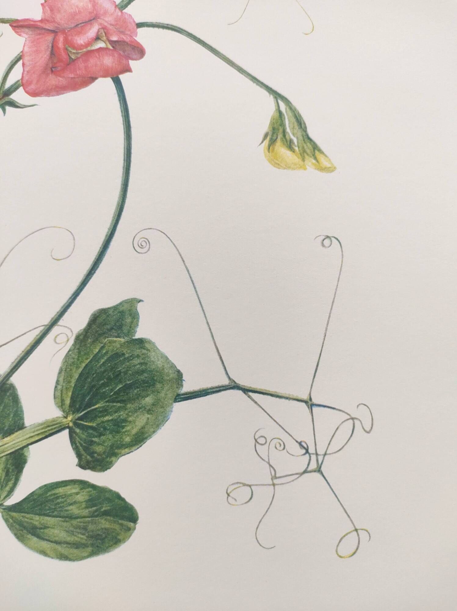 Vintage botanical engraving from 1962 - Sweet Pea - Flower board - Watercolor M.Rollinat