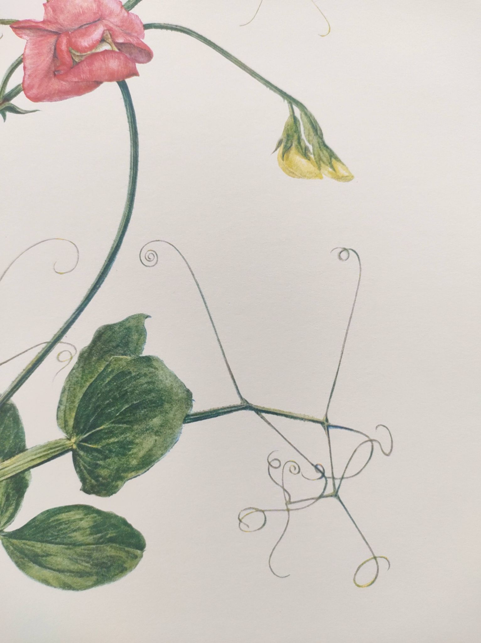 Vintage botanical engraving from 1962 - Sweet Pea - Flower board - Watercolor M.Rollinat