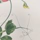 Vintage botanical engraving from 1962 - Sweet Pea - Flower board - Watercolor M.Rollinat
