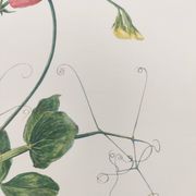 Vintage botanical engraving from 1962 - Sweet Pea - Flower board - Watercolor M.Rollinat