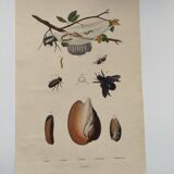 Old engraving from 1838 - Caterpillar and Volute Shell - Original zoological plate