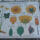 Botanical plank