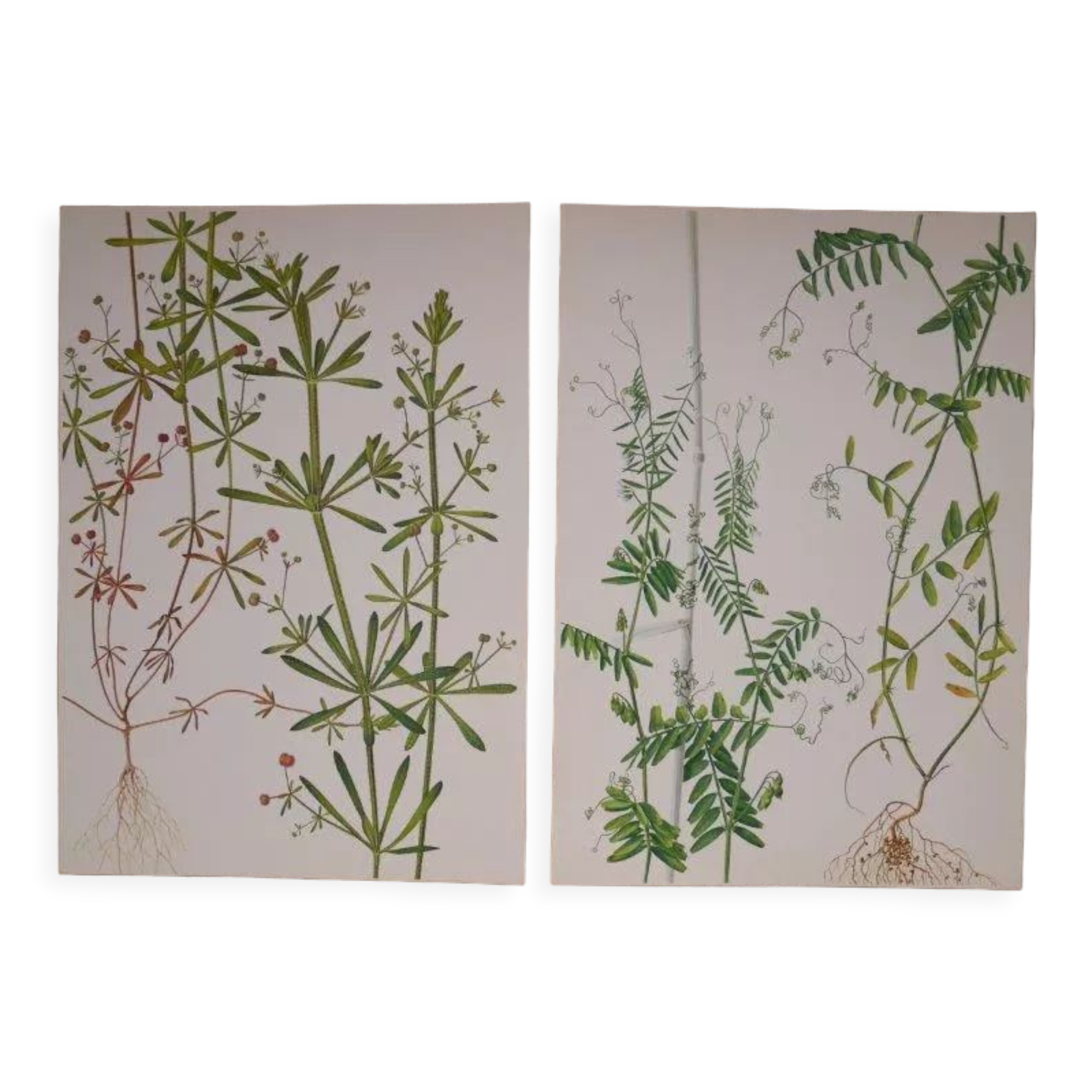Set of 2 botanical boards Geigy