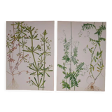 Set of 2 botanical boards Geigy