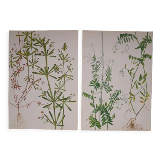 Set of 2 botanical boards Geigy