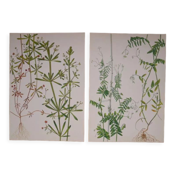 Set of 2 botanical boards Geigy