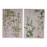 Set of 2 botanical boards Geigy