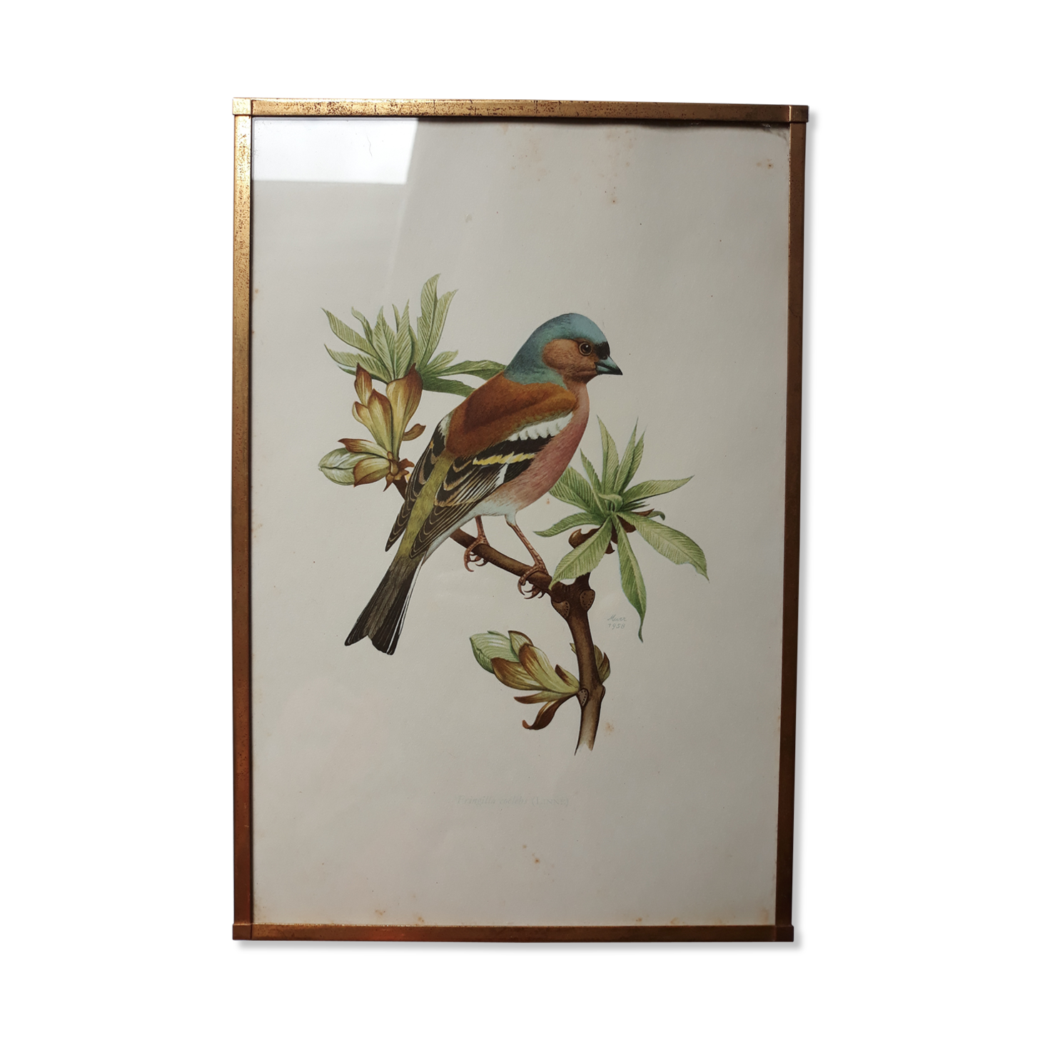 ancient bird brass frame lithograph