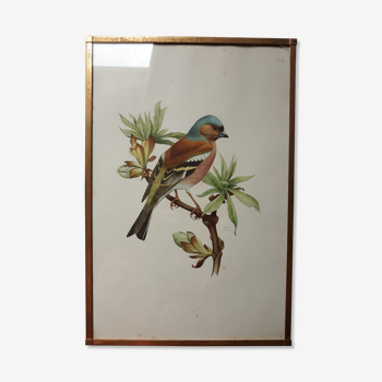 ancient bird brass frame lithograph