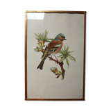 ancient bird brass frame lithograph