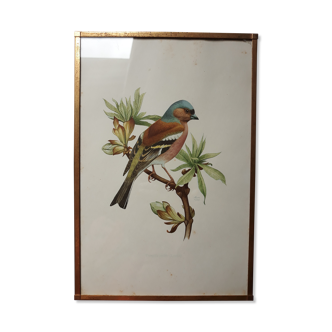 ancient bird brass frame lithograph