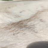 Reindeer skin rug