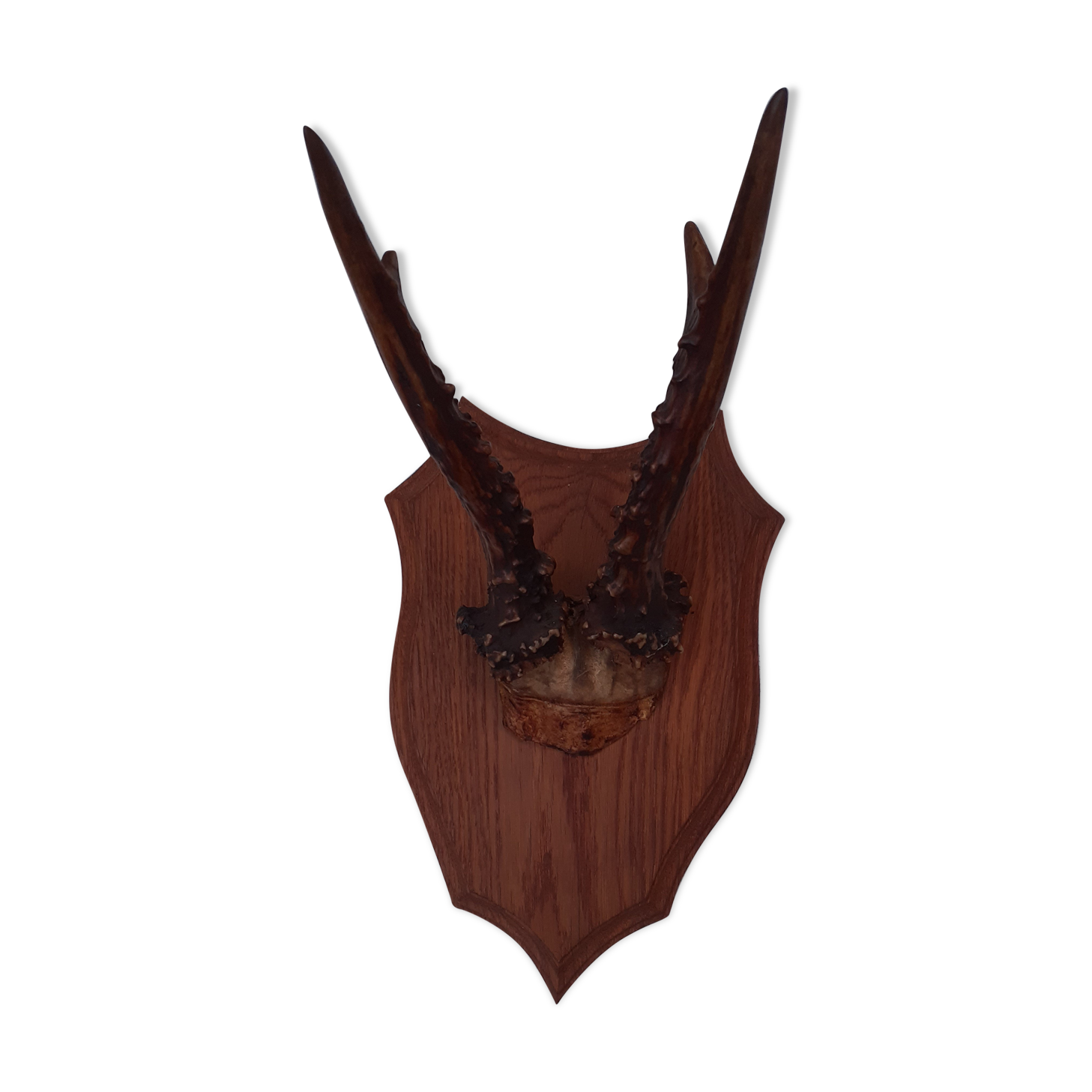Hunting Trophy