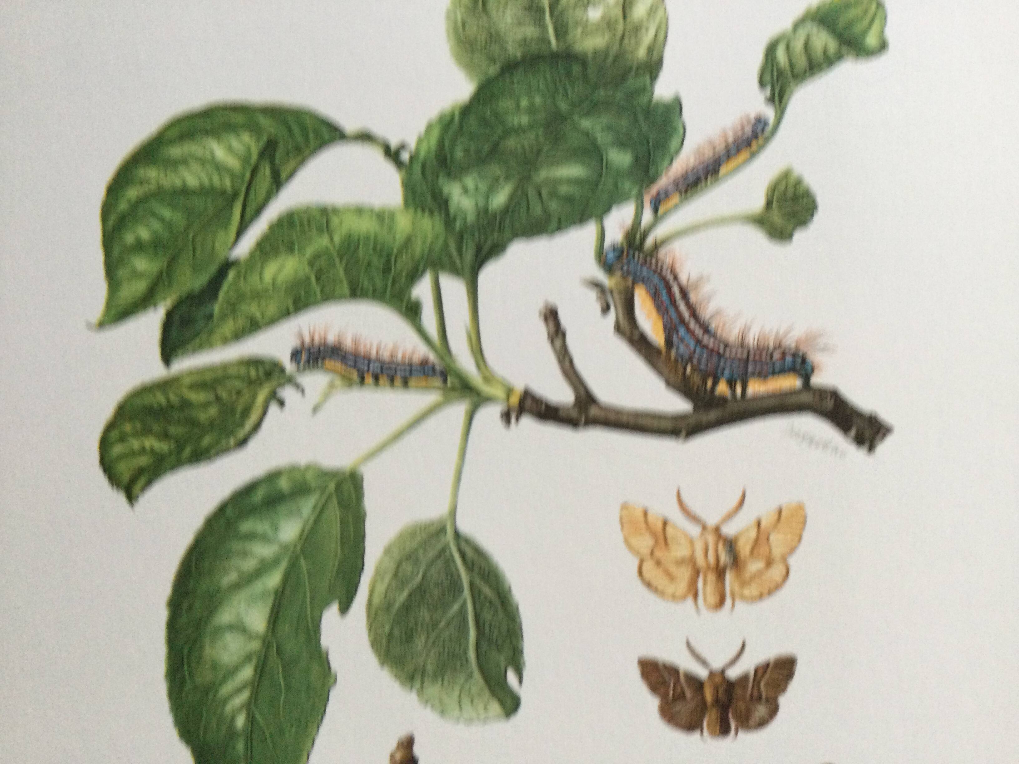 Old illustration "Butterflies", original plate from the 60s