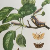 Old illustration "Butterflies", original plate from the 60s